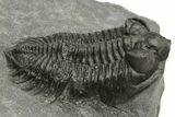 Coltraneia Trilobite Fossil - Huge Faceted Eyes #225333-1